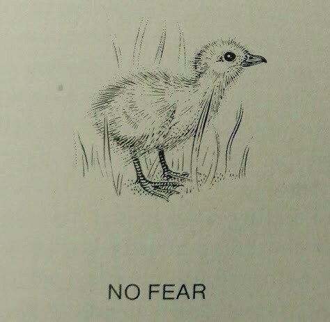 NO FEAR