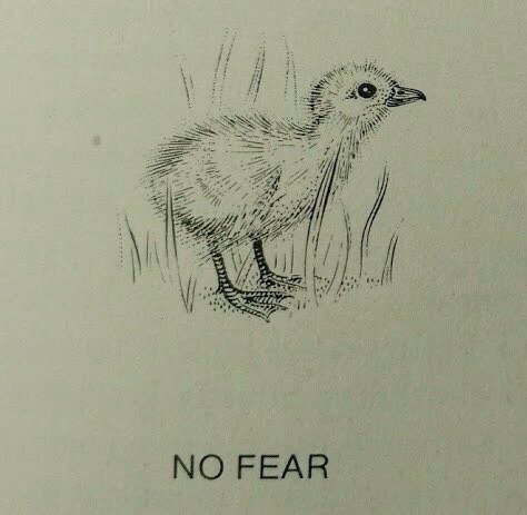 NO FEAR