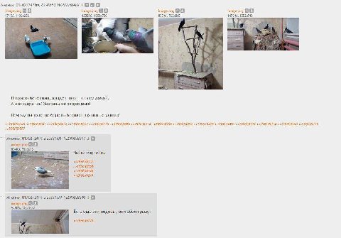 Аноним 01/02/24 23:49:53 №299658487 1 image.png image.png 20 image. png 9. А 5 3 7 Я просто беру птиц, кладу в пакет и несу домой. А кто запретит? Законом не запрещено! Почему ты тоже не берешь беспла