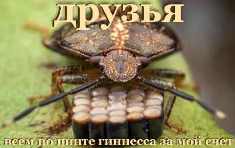 всем по пинте гиннесса за мой счет
