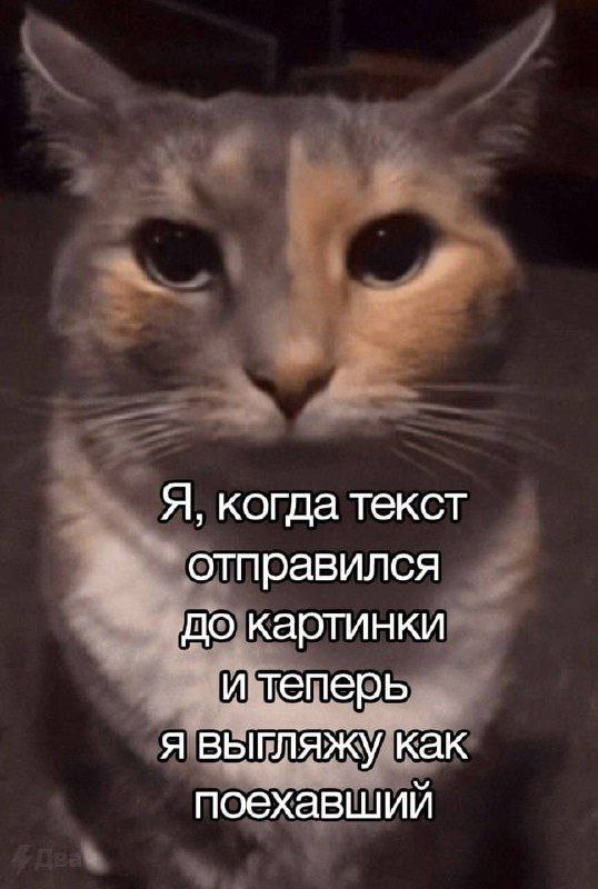 Я, когда текст отправился до картинки и теперь я выгляжу как поехавший