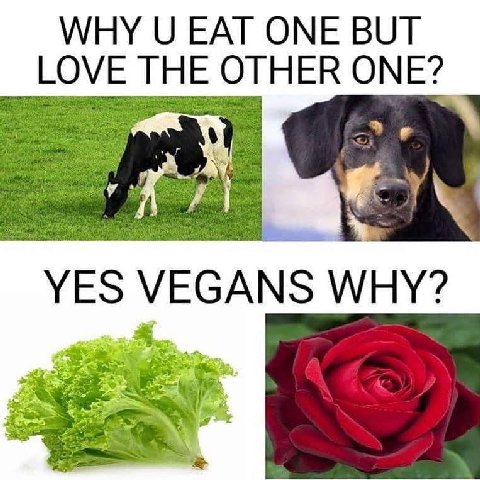 WHY EAT ONE BUT LOVE THE OTHER ONE a YES VEGANS WHY?