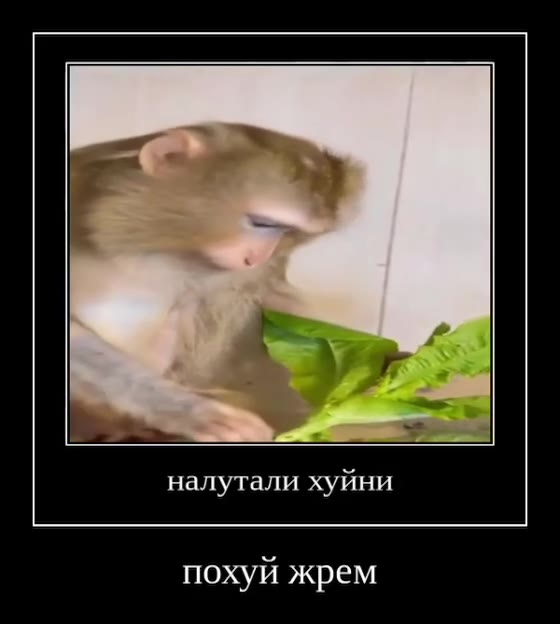 налутали хуйни похуй жрем