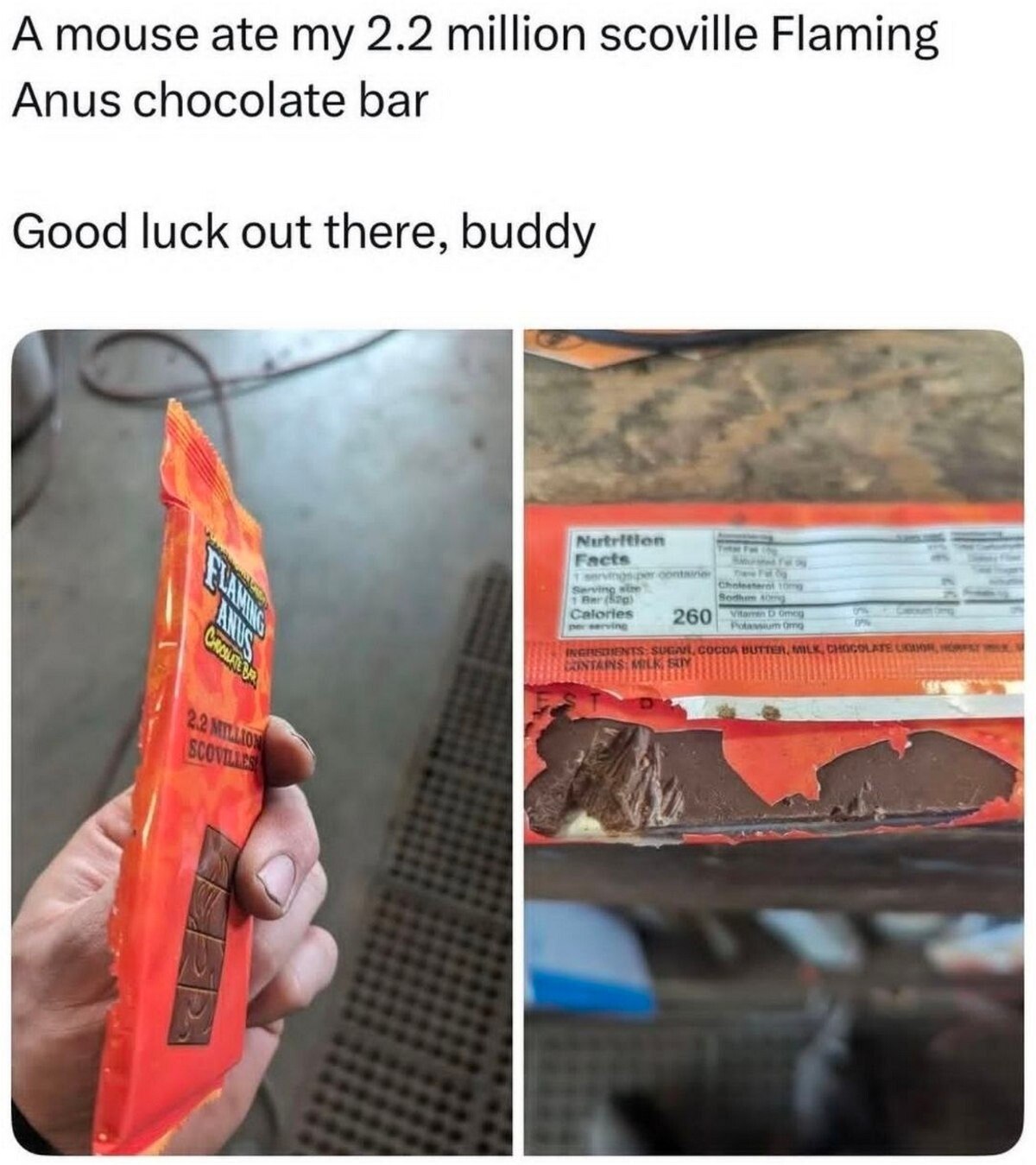 А mouse ate 2.2 million scoville Flaming Anus chocolate bar Good luck out there, buddy Facts