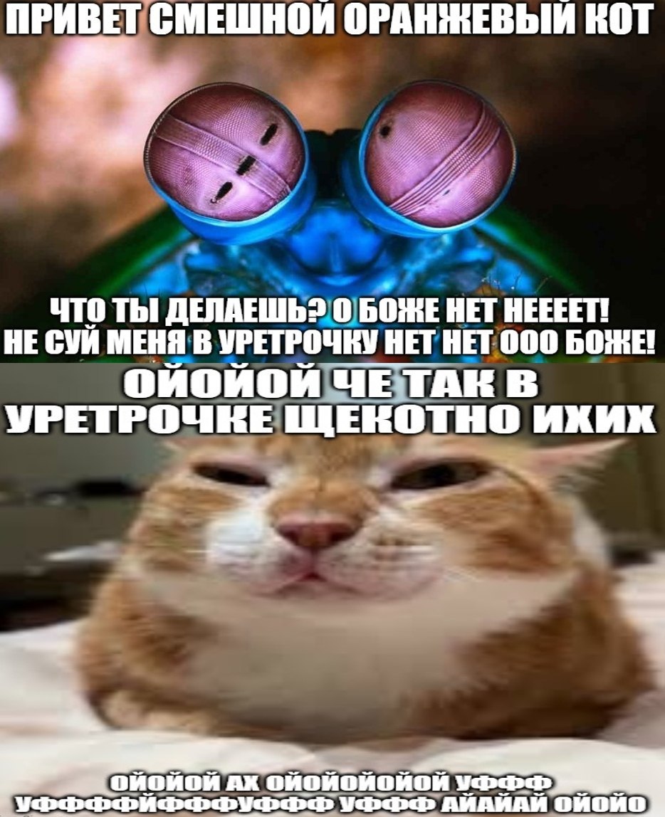 ПРИВЕТ СМЕШНОИ ОРАНЖЕВЫЙ КОТ ЧТО Thi ДЕЛАЕШЬЗ 0 БОЖЕ НЕТ HEEEET! HE МЕНЯ В УРЕТРОЧКУ НЕТ НЕТ 000 БОЖЕ! В VPETPOUKE ЩЕКОТНО a a 7 4 АЙАЙАЙ