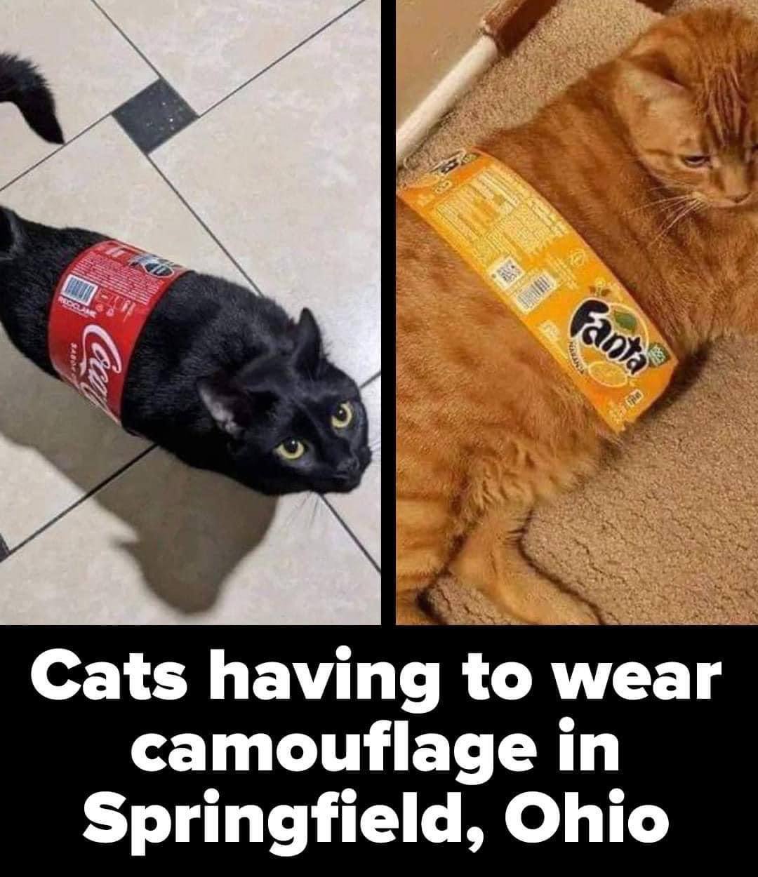 Cats having to wear camouflage in Springfield, Ohio