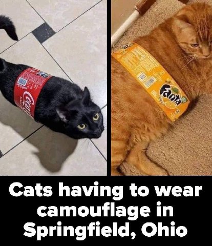 Cats having to wear camouflage in Springfield, Ohio