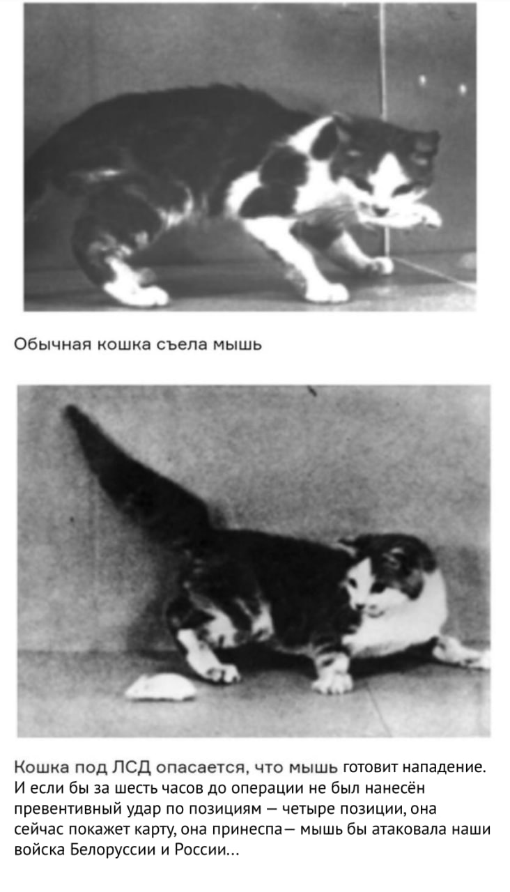 фиксед