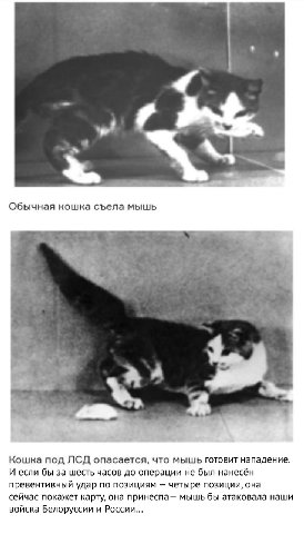 фиксед