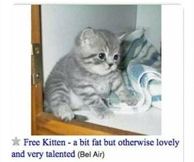 Free Kitten a bit fat but otherwise lovely and very talented (Bel Air)