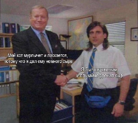 Мой кот мурлычет и ласкается, потому что я дал ему немного сыра Я был неуклюжим и случайно уронил сыр