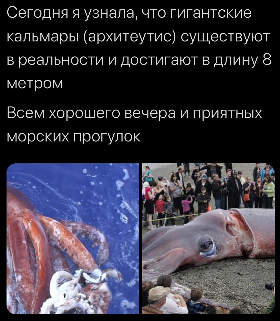 Сегодня я узнала, что гигантские кальмары (архитеутис) существуют в реальности и достигают в длину 8 метром Всем хорошего вечера и приятных морских прогулок