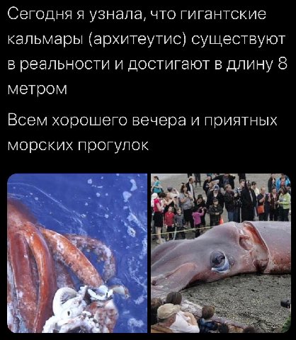 Сегодня я узнала, что гигантские кальмары (архитеутис) существуют в реальности и достигают в длину 8 метром Всем хорошего вечера и приятных морских прогулок