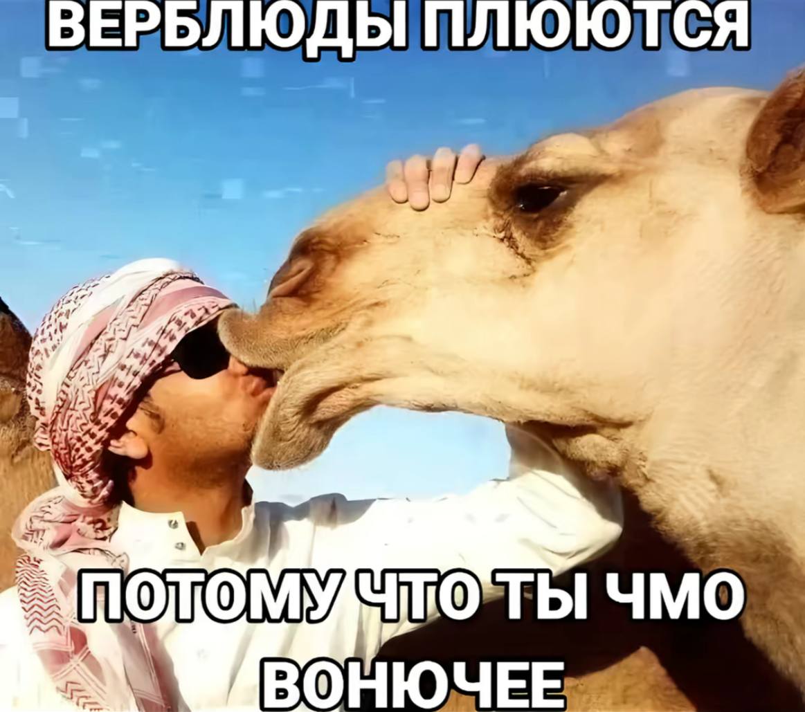 ВЕРЬЛЮДЫ У 7 чмо