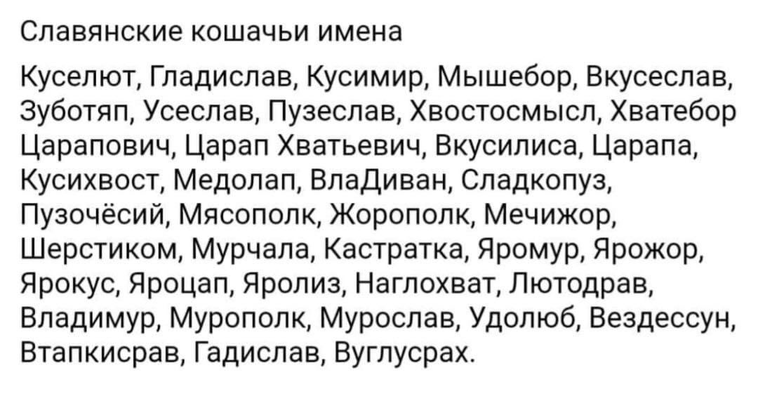Славянские кошачьи имена Куселют, Гладислав, Kycumup, Мышебор, Вкусеслав, Зуботяп, Усеслав, Пузеслав, Хвостосмысл, Хватебор Царапович, Царап Хватьевич, Вкусилиса, Царапа, Кусихвост, Медолап, ВлаДиван,