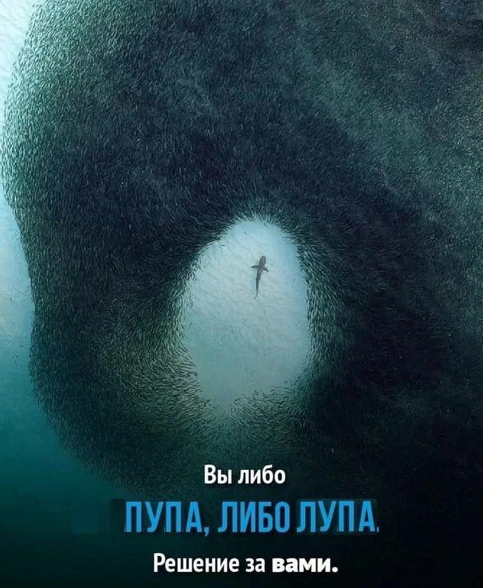 i 4 Я a Вы либо ПУПА, ЛИБО ЛУПА. Решение за вами.
