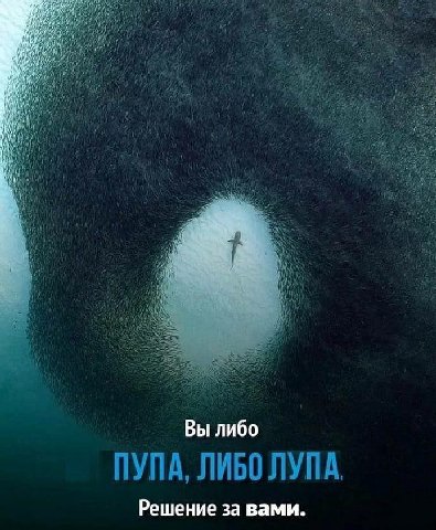 i 4 Я a Вы либо ПУПА, ЛИБО ЛУПА. Решение за вами.