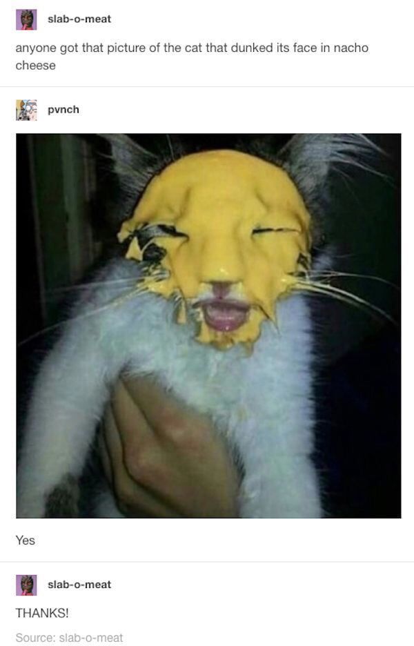slab-o-meat anyone got that picture of the cat that dunked its face in nacho cheese i pynch Yes slab-o-meat THANKS!