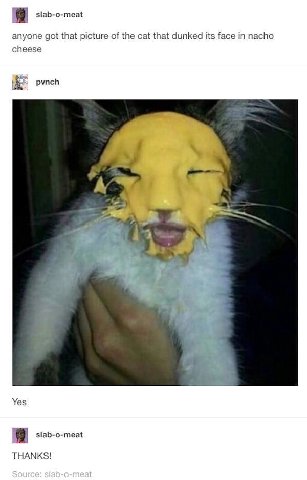 slab-o-meat anyone got that picture of the cat that dunked its face in nacho cheese i pynch Yes slab-o-meat THANKS!