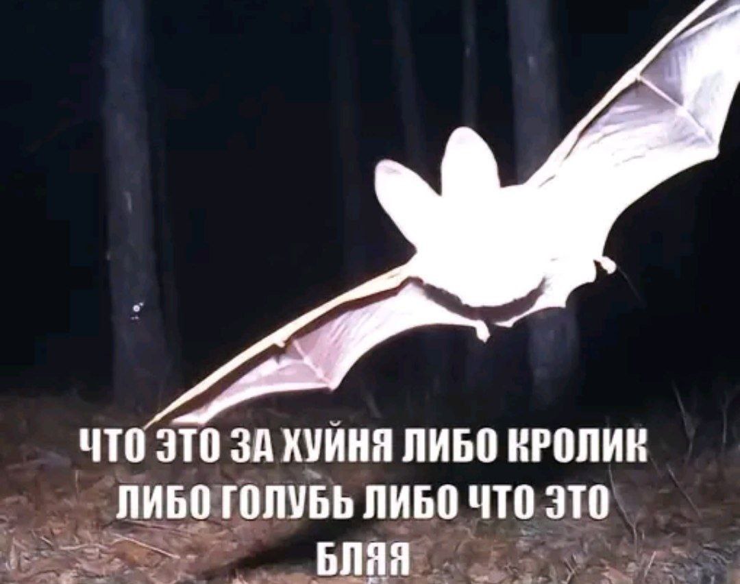 ЧТО ЭТО ЗА ХУЙНЯ ЛИБО КРОЛИК ЛИБО ГОЛУБЬ ЛИБО ЧТО это БЛЯЯ