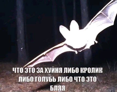 ЧТО ЭТО ЗА ХУЙНЯ ЛИБО КРОЛИК ЛИБО ГОЛУБЬ ЛИБО ЧТО это БЛЯЯ