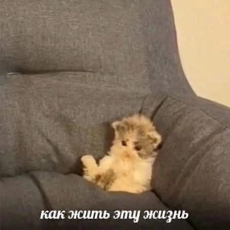 как жить эту жизнь