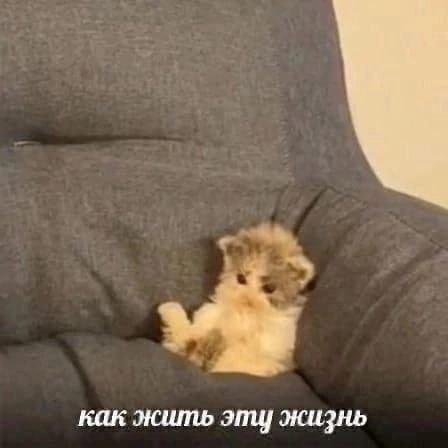 как жить эту жизнь