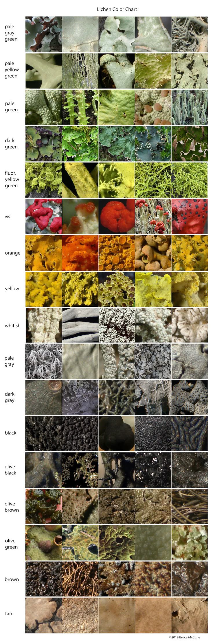 Lichen Color Chart pale gray green рае We yellow green я рае green dark дгееп was lox 5% fluor. SKY yellow 4, green we 2 red orange if we yellow whitish у pale gray у dark gray black olive black а oli