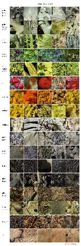 Lichen Color Chart pale gray green рае We yellow green я рае green dark дгееп was lox 5% fluor. SKY yellow 4, green we 2 red orange if we yellow whitish у pale gray у dark gray black olive black а oli