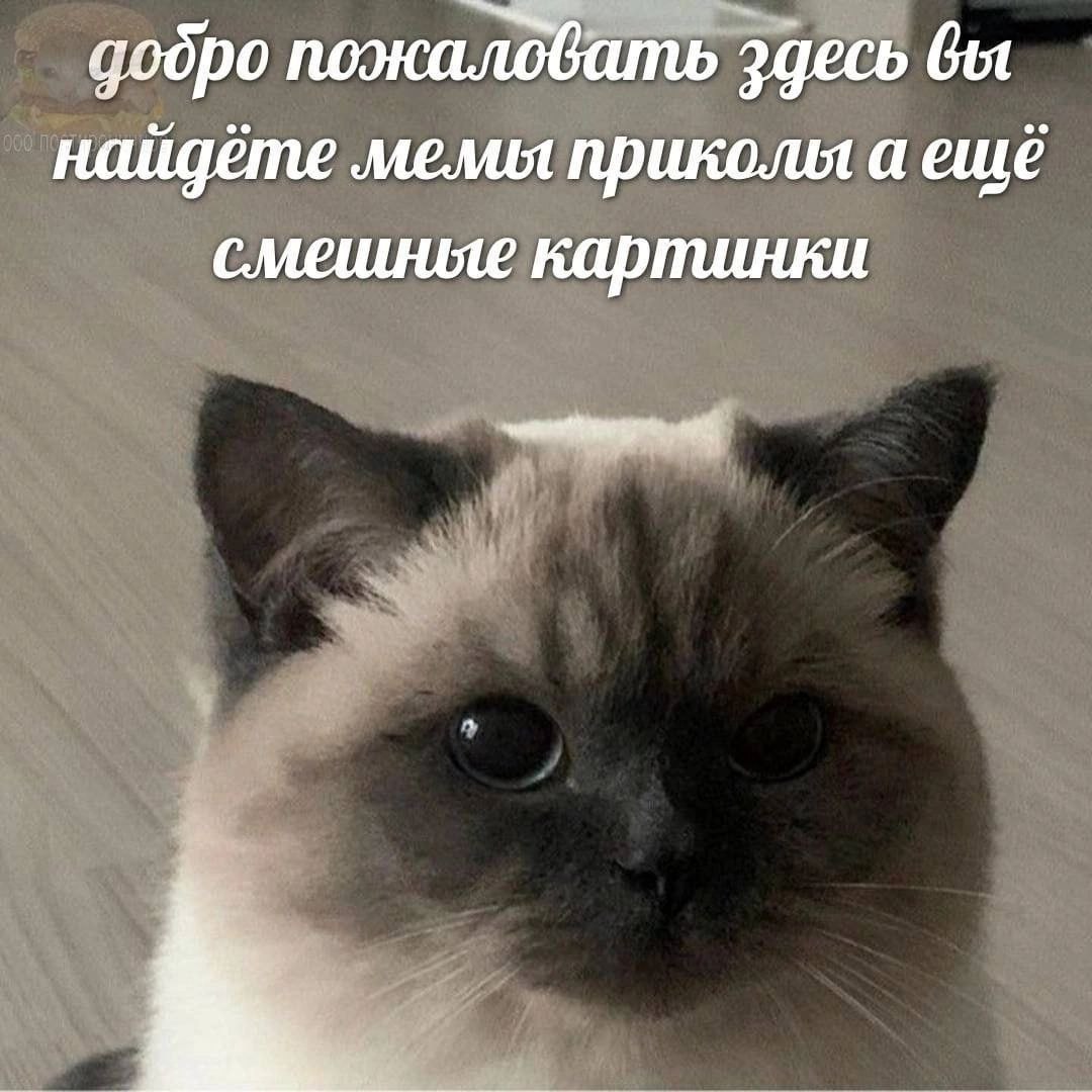 добро поокаловать Здесь бы найдёте мемы приколы а ешё смешные картинки