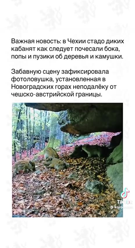 Важная новость: в Чехии стадо диких кабанят как следует почесали бока, попы и пузики об деревья и камушки. Забавную сцену зафиксировала фотоловушка, установленная в Новоградских горах неподалёку от че