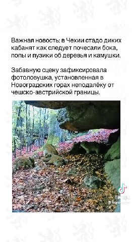 Важная новость: в Чехии стадо диких кабанят как следует почесали бока, попы и пузики об деревья и камушки. Забавную сцену зафиксировала фотоловушка, установленная в Новоградских горах неподалёку от че
