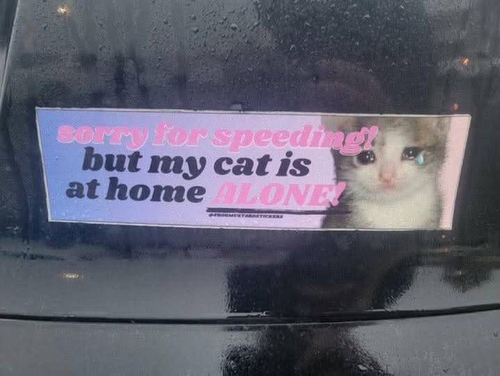 but my cat is at nome