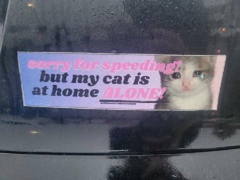 but my cat is at nome