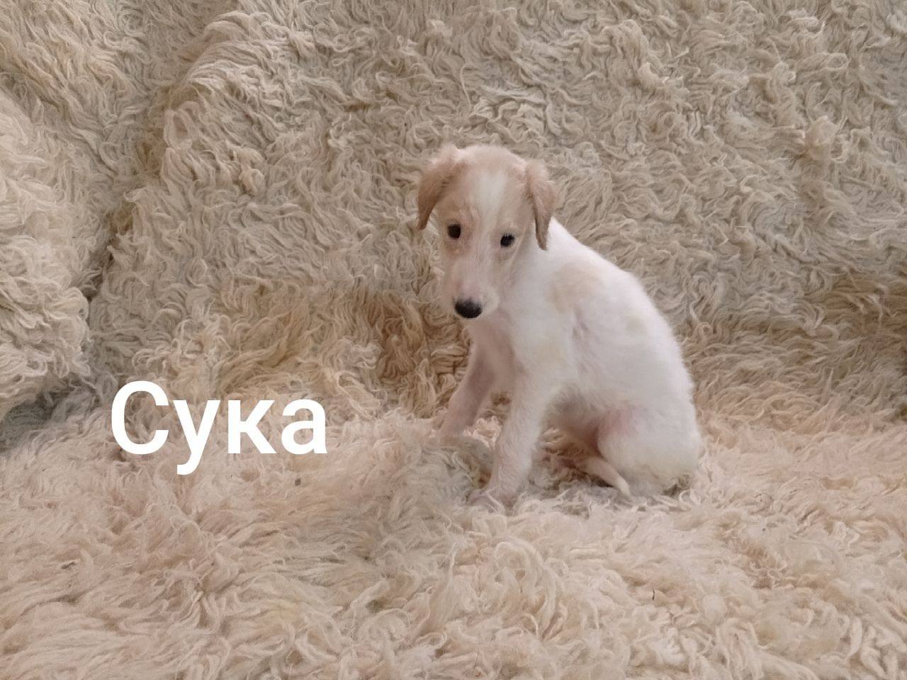Сука