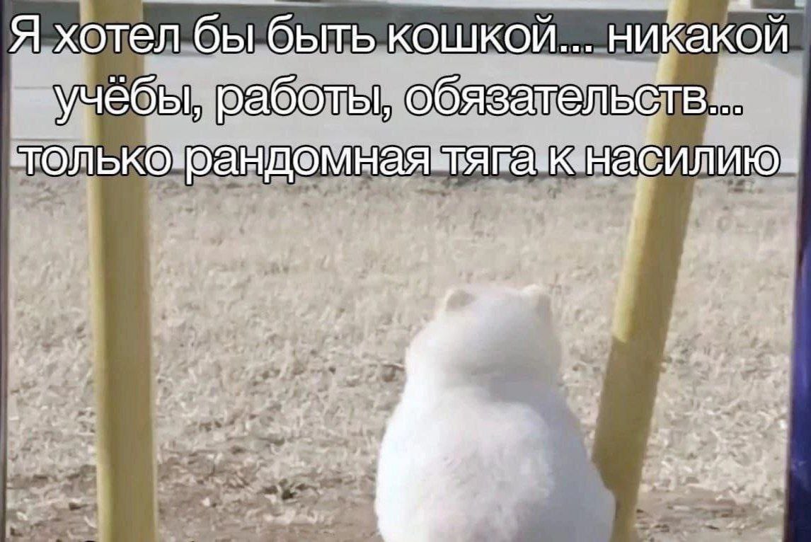 Я хотел бы быть кошкой... никакой ебы, работы, обязательств
