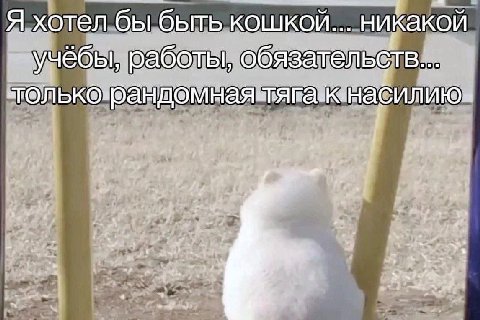 Я хотел бы быть кошкой... никакой ебы, работы, обязательств
