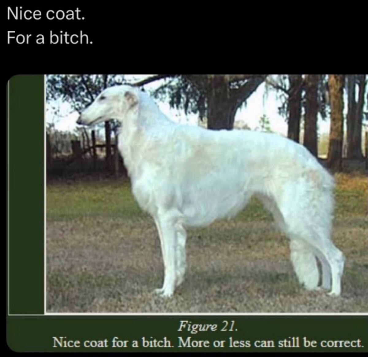 Nice coat For a bitch я olf Figure 21. Nice coat for a bitch. More or less can still be correct.