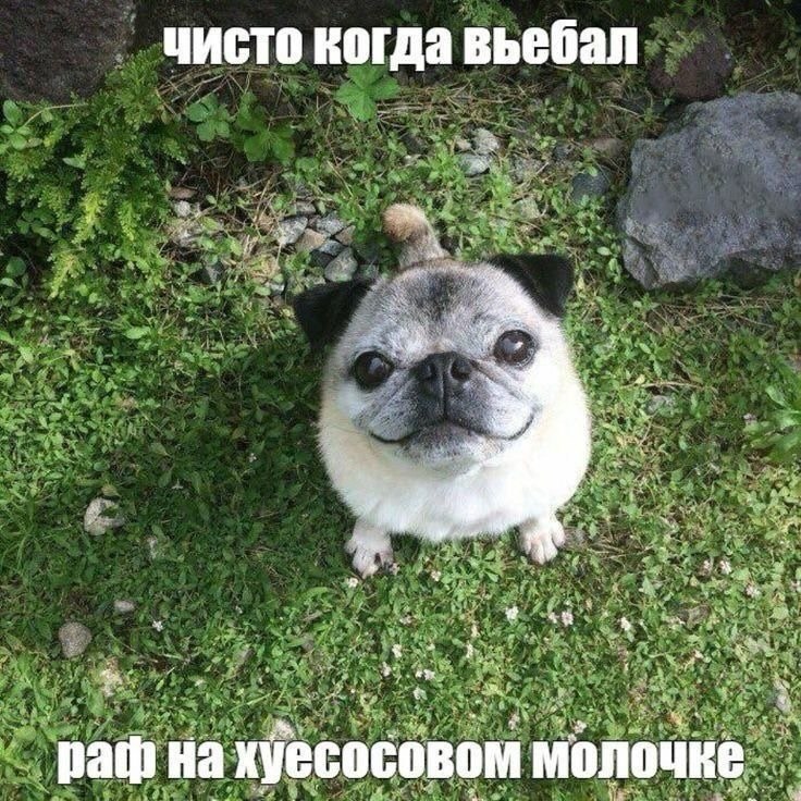 чисто когда вьебал А “Thy У Ape aye path молочке