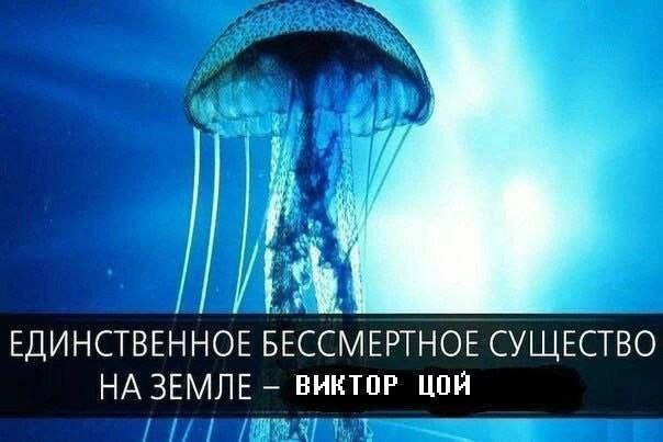 ЕДИНСТВЕННОЕ БЕССМЕРТНОЕ СУЩЕСТВО НА ЗЕМЛЕ ВИКТОР ЦОЙ
