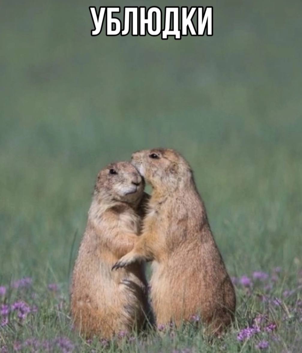 УБЛЮДКИ