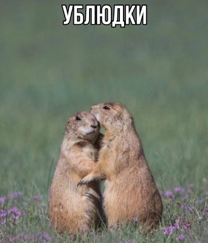 УБЛЮДКИ