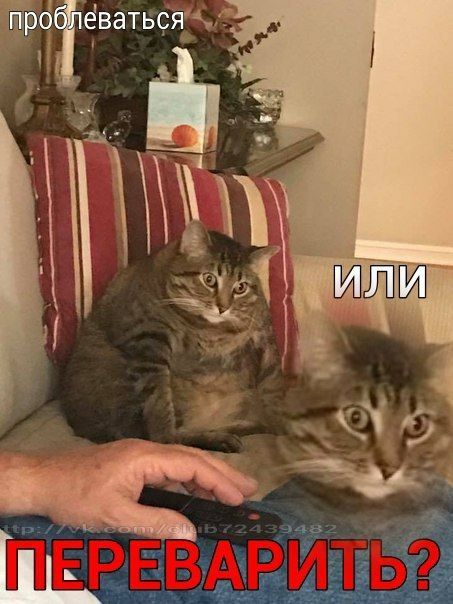 проблеваться ИЛИ