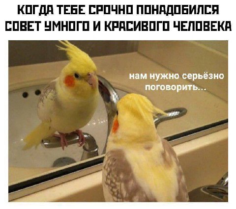 КОГДА ТЕБЕ СРОЧНО ПОНАДОБИЛСЯ СОВЕТ УМНОГО И КРАСИВОГО ЧЕЛОВЕКА нам нужно серьёзно поговорить...