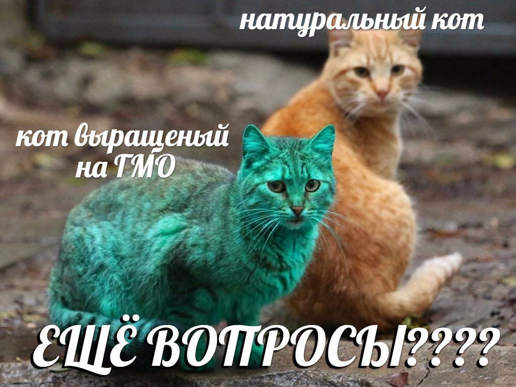 кот на ТМО EWE ВОПРОСЫ????