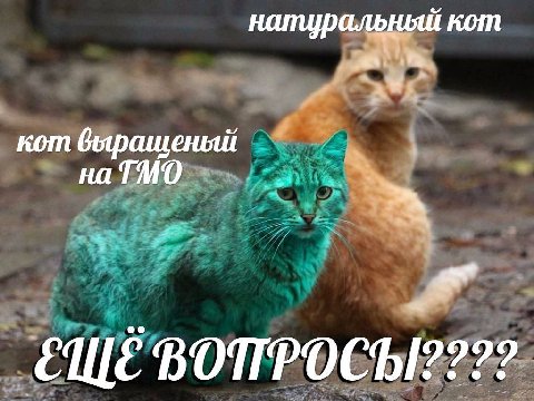 кот на ТМО EWE ВОПРОСЫ????