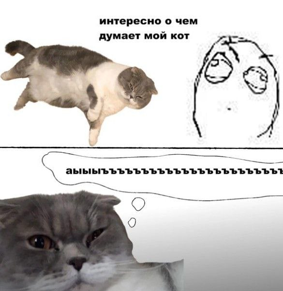 интересно о чем думает мой кот