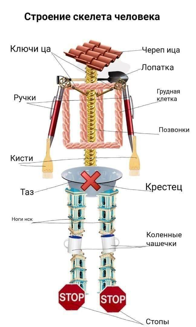Строение скелета человека Ключи ереп ица Лопатка IS клетка Грудная Ручки Позвонки Кисти Крестец Ноги нск Коленные lay Стопы