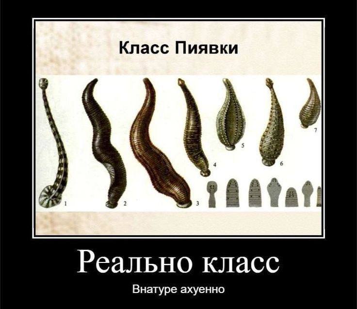 Класс Пиявки Реально класс Внатуре ахуенно