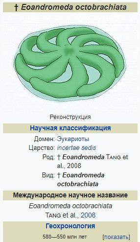 Eoandromeda octobrachiata Реконструкция Научная классификация Домен: Эукариоты Царство: incertae sedis Род: Eoandromeda TAnc 2008 Вид: Eoandromeda octobrachiata Международное научное название Eoandrom